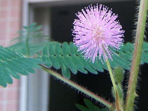 含羞草的叶子像羽毛,它的茎上长了一点小刺,不过没有像玫瑰