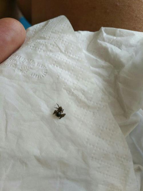 家里蚊香点起的,老有这种蜘蛛,小孩腿上总有被咬的红包包,是不是这种