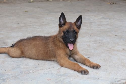 云南狗场出售纯种小马犬 昆明马犬