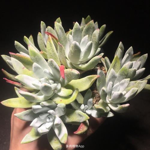 精品流丹白毫仙女杯 维金斯海瑟仙女杯 流丹白毫仙女杯 维金斯海瑟