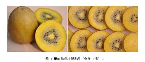 猕猴桃品种知多点金什1号