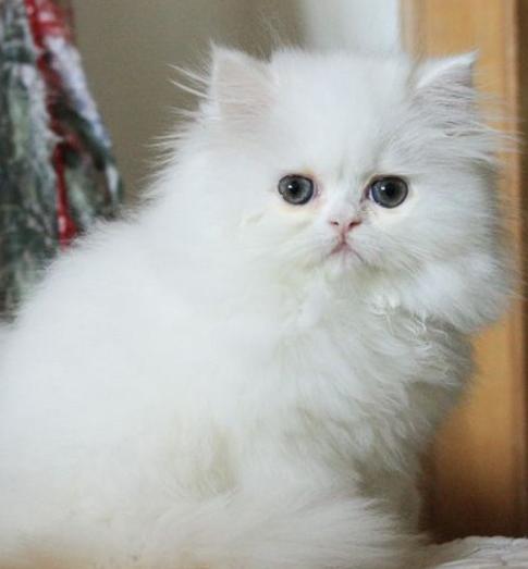 波斯猫掉毛严重的原因,养猫多年的你未必知道