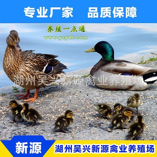 野鸭鸭苗,绿头野鸭苗,长年供应