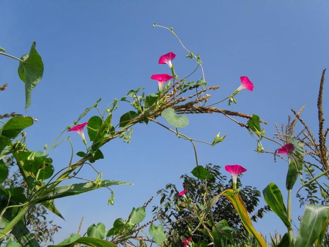 [转载]牵牛花的秋天