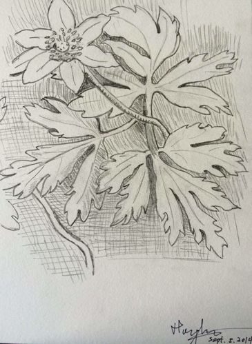 兴趣 寒舍乐: 无为画作小集 写美篇 素描枫叶 构图:临达芬奇素描 完成