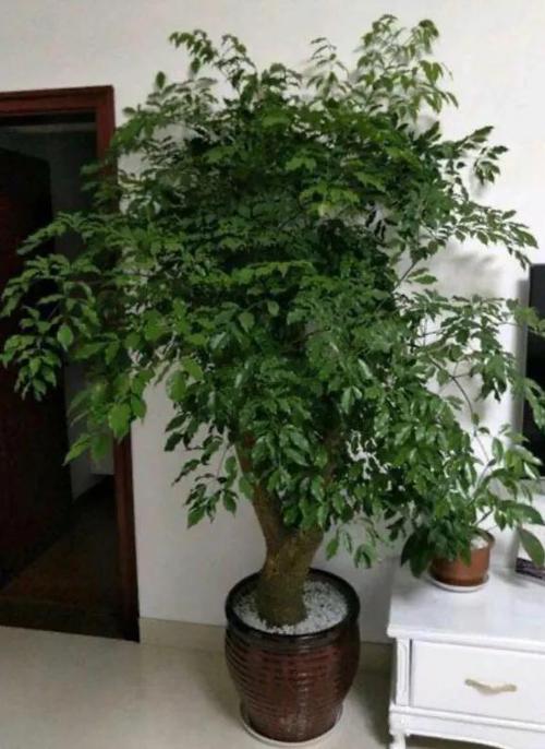 富贵树种植方法简单,放客厅不仅舒适养眼,还能净化