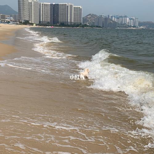 小径湾_沙滩_海边_出行_去处_去处其他