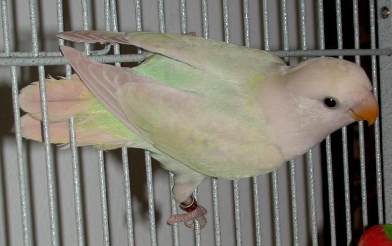 牡丹鹦鹉品种区分