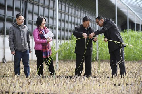 3月29日,林占熺(右二)在宁夏银川市永宁县闽宁镇与农户交流菌草种植