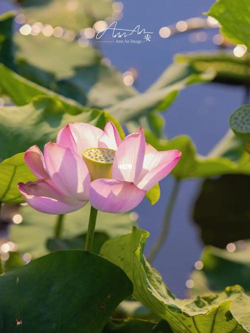 遮天莲叶无穷碧92发现青岛秘密荷花基地_荷花_摄影