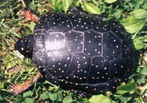 7 星点龟 星点龟spotted turtle,也叫斑点水龟,黄点河龟 新手认龟no