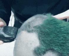 爆笑gif图哥你考虑过摩托车的感受吗