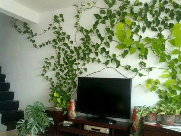 王姨家的绿萝,6个月爬满"电视墙",叶子"油绿"有光泽