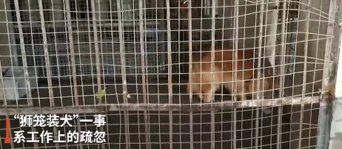 男子在动物园狮笼里发现一只金毛网友调侃金毛狮王