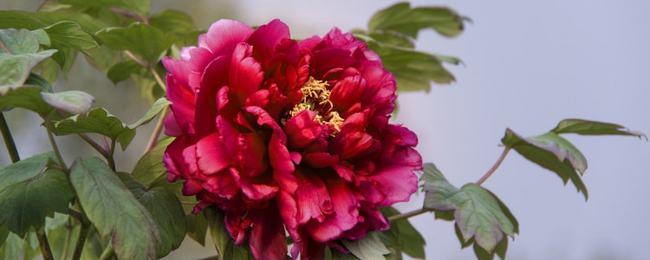 牡丹花|春天|开花时间|落叶