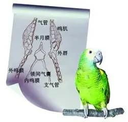 鹦鹉为什么会学人说话?