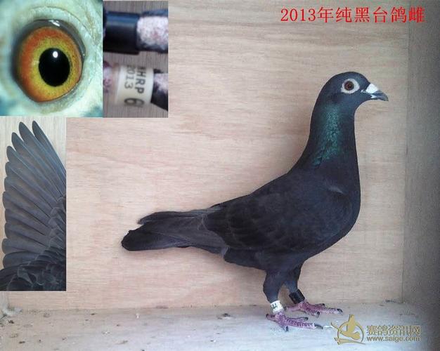 2013年纯黑台鸽母已售
