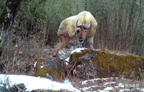 珍稀野生动物(二)——羚牛