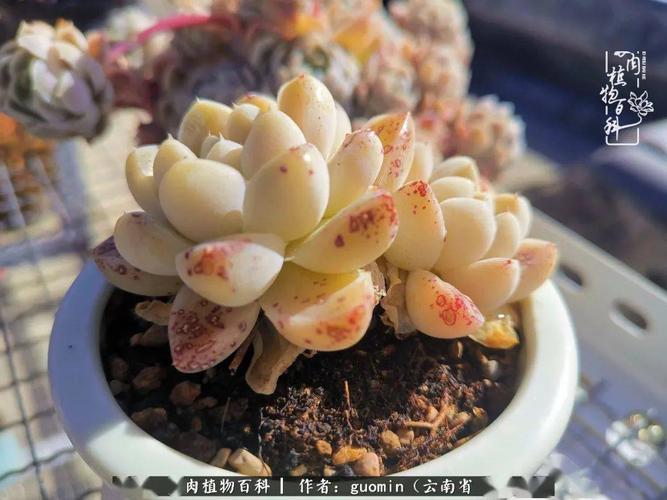 艾格尼斯玫瑰