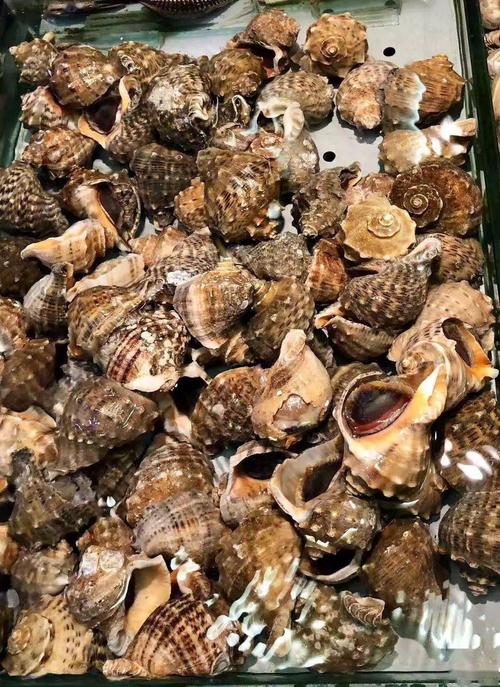 区分海螺和红里子