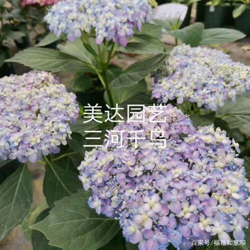 盘点仙气十足的绣球花品种