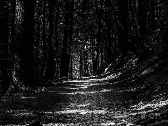穿过黑暗可怕森林的光明小路
