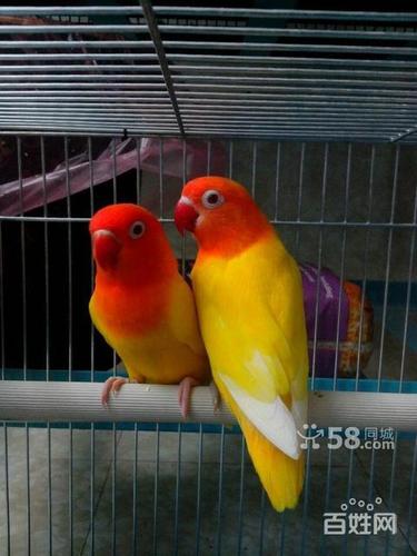 【低价出售一对牡丹鹦鹉】