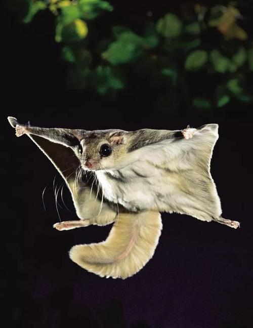会飞的哺乳动物不多,蝙蝠算其中一个,还有谁?