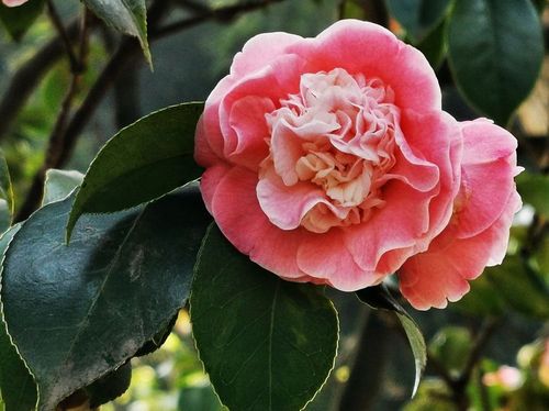 (粉白)山茶花