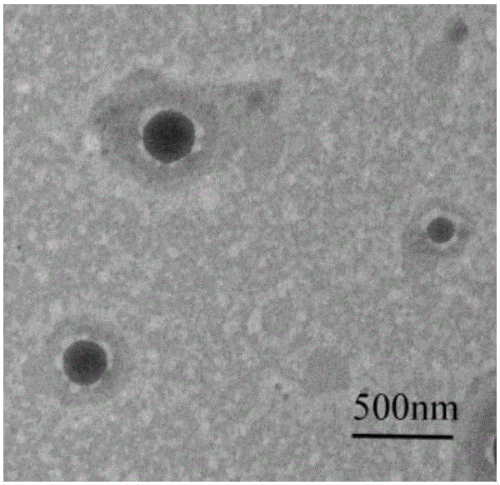 一种壳聚糖修饰的芦笋脂质体及其制备方法技术
