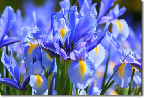 鸢尾花的花语和传说