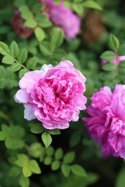 十六夜蔷薇(多季开花的重瓣缫丝花)  