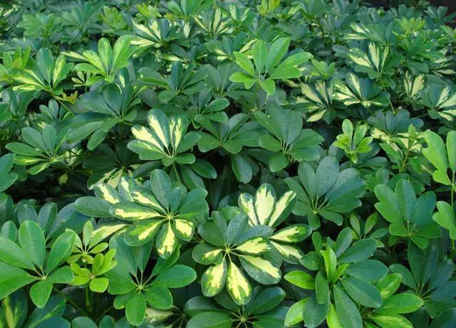 近百种户外植物名称大全