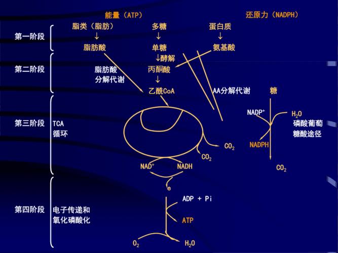 第五章糖代谢代谢过程