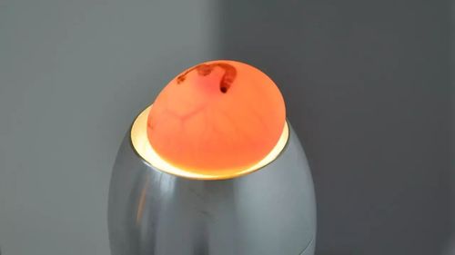 【印象德宏】【德宏生活趣事】实拍破壳不久的鹦鹉,萌爆了~!