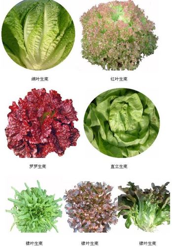 蔬菜标准园推荐的可供栽培的几种营养丰富的蔬菜