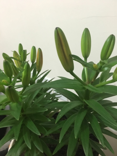 请问香水百合开花花苞会黄吗?