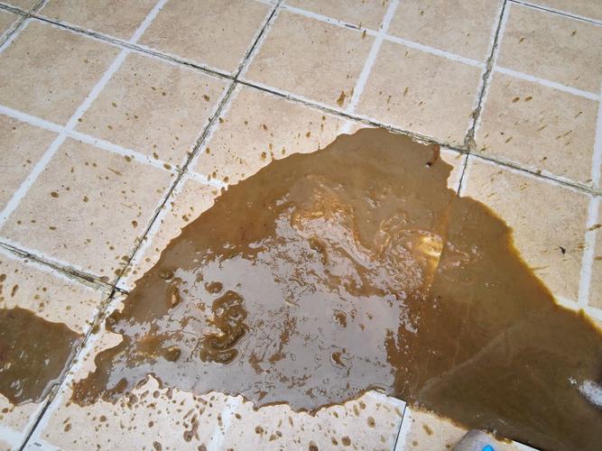 请教各位:今早狗狗拉稀,里面有很细很长白色的东西,不知道是不是虫子