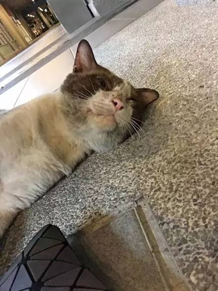 猫咪跑出去浪了一段时间回来后,见到铲屎的那一刻,直接就.