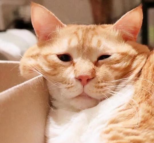 这几件事情会让猫咪感到伤心难过
