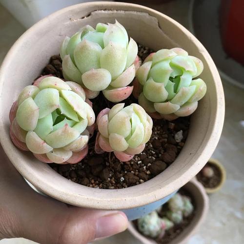 今天刚种的冰梅和贝瑞