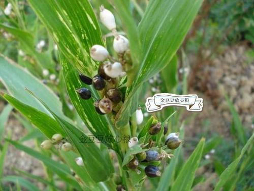 [金豆豆放心粮] 500g 苡仁米仁 小薏米仁薏仁米 农家自产 特级 优质