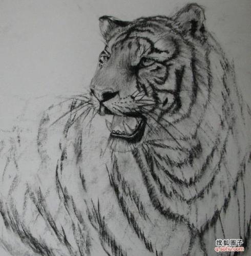 简笔画素描老虎怎么画