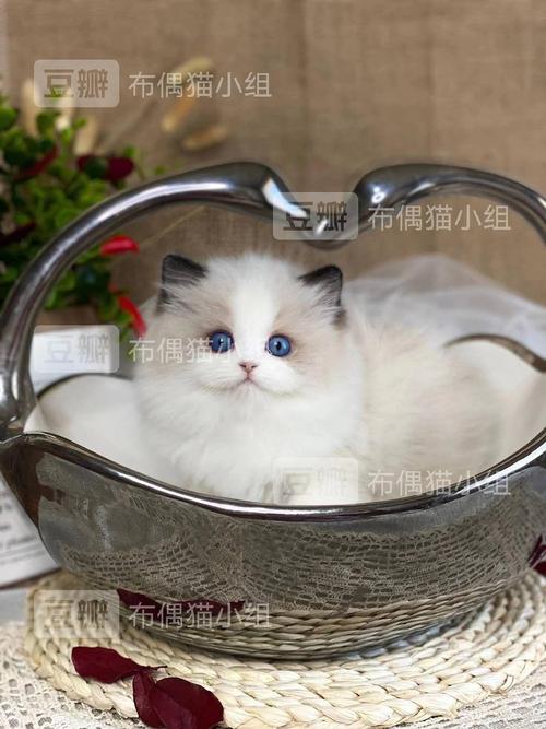 波斯系新版海双布偶猫妹妹找家长