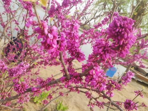 满树都是花,一片叶子都没有,都说春花秋实,我觉得此花真实