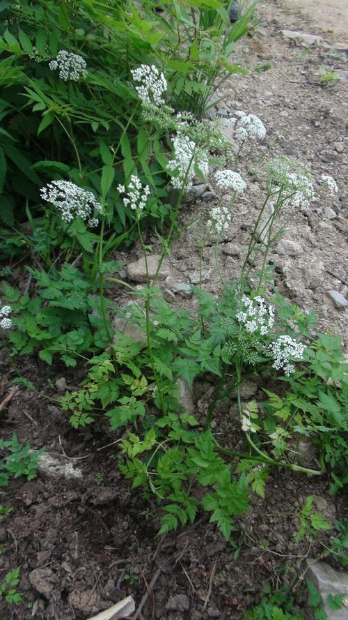 日月峡中草药(1125)--蛇床子3