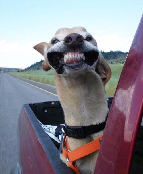 盘点那些在风中凌乱的狗狗 这表情真是亮瞎了