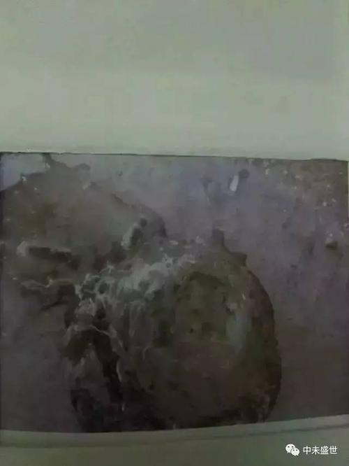 感染4沙门氏菌感染3新城疫病毒感染2正常健康鸽子粪便今天通过整理,把