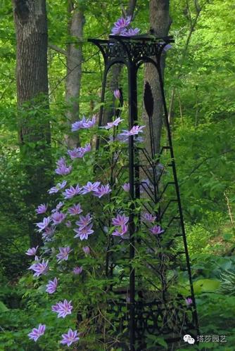 20种开花藤蔓植物大推荐!