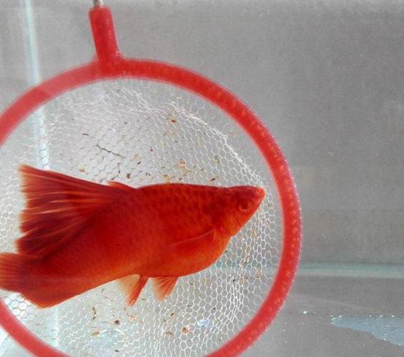 出售自家繁殖的高鳍红箭